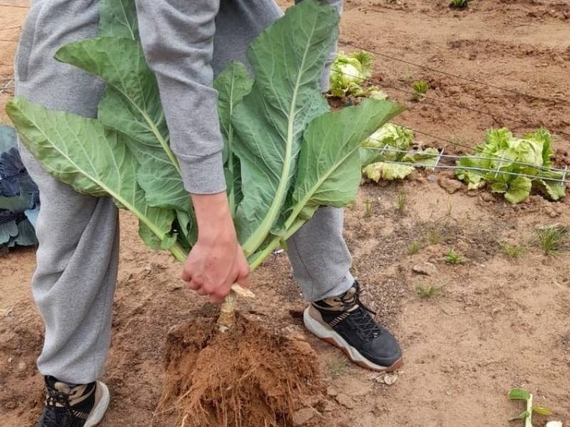 Coquimbo: Jóvenes en proceso de reinserción dan vida a primera huerta sustentable